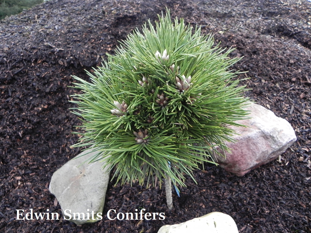 Pinus thunbergii 'Emery’s Dwarf'